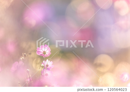 宇宙在風中搖曳 120564023