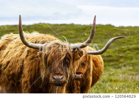 Pair of free roaming highland cattle with big horns 120564029