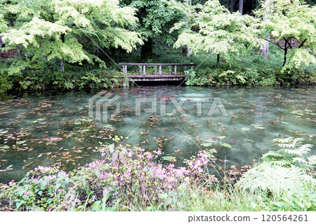 無名池塘（俗稱莫奈池塘），新綠在雨中閃閃發光 120564261