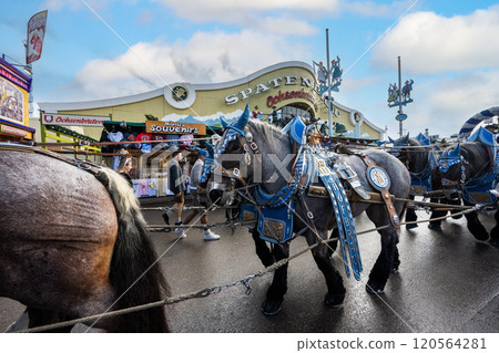 Decorated horses at the Munich Oktoberfest Decorated horses at the Munich Oktoberfest 120564281