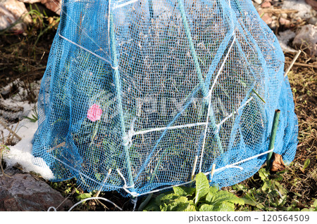 網、冬季準備、寒冷地區、冬季圍籬、戶外、圍籬、植物、園藝、田野、栽培、淨 120564509