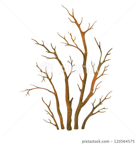 Isolated watercolor hand drawn leafless bush. Bare deciduous plant silhouette. Natural object from the forest landscape constructor set for winter or fall season background or scenery creating Isolated watercolor hand drawn leafless bush. Bare deciduous plant silhouette. Natural object from the forest landscape constructor set for winter or fall season background or scenery creating 120564575