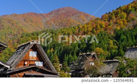 Shirakawa-go Gassho Village, protected by the autumn foliage of the mountains 120564691