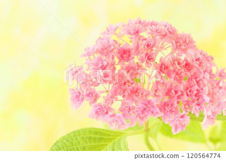 Hydrangea, pink, double, small flowers Hydrangea, pink, double, small flowers 120564774
