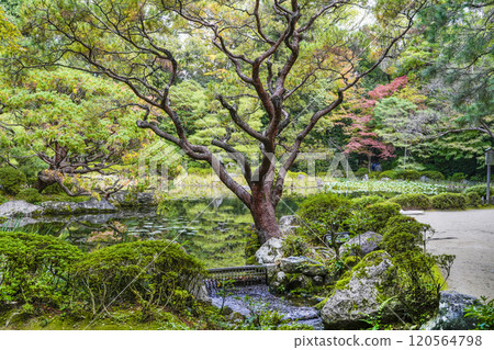平安神宮西宮庭園(11月) 平安神宮西宮庭園(11月) 120564798