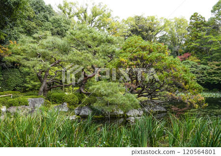 Heian Shrine West Garden (November) 120564801