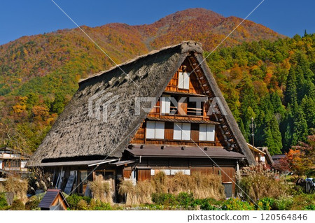 Shirakawa-go: A Gassho-style village standing on a mountainside in the height of autumn foliage after harvest 120564846