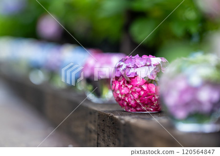 Hydrangea balls at Hannyaji Temple in Nara Prefecture 120564847