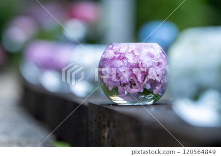 奈良縣般若寺的繡球球 120564849