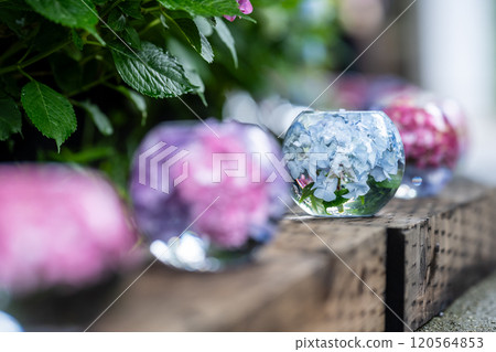 Hydrangea balls at Hannyaji Temple in Nara Prefecture 120564853