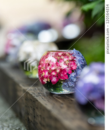 Hydrangea balls at Hannyaji Temple in Nara Prefecture Hydrangea balls at Hannyaji Temple in Nara Prefecture 120564854