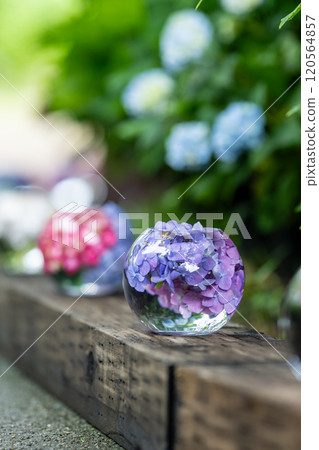 Hydrangea balls at Hannyaji Temple in Nara Prefecture Hydrangea balls at Hannyaji Temple in Nara Prefecture 120564857