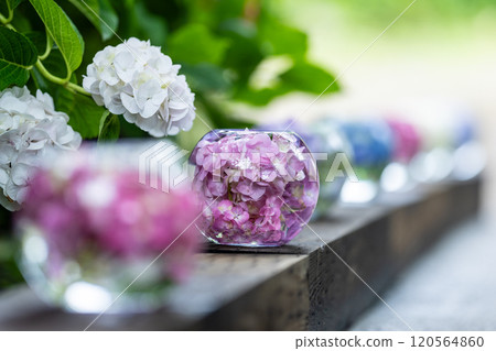 Hydrangea balls at Hannyaji Temple in Nara Prefecture 120564860