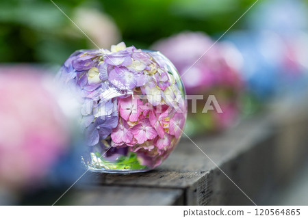 奈良縣般若寺的繡球球 奈良縣般若寺的繡球球 120564865