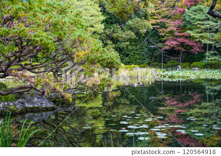 平安神宮西宮庭園（11月） 120564918