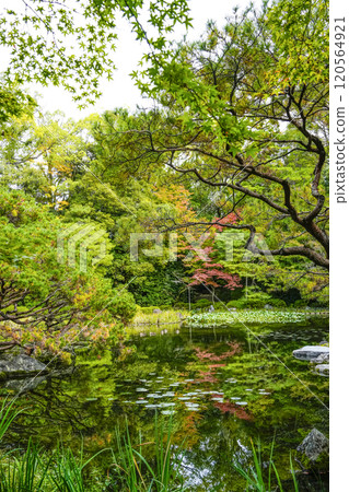 Heian Shrine West Garden (November) Heian Shrine West Garden (November) 120564921