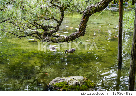 Heian Shrine Central Garden (November) 120564982