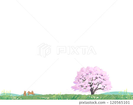 櫻花樹和柴犬 120565101
