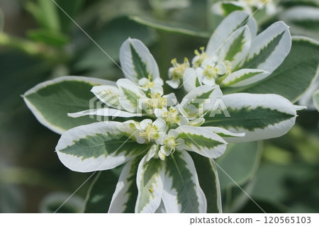 Hatoyuki的花 Hatoyuki的花 120565103