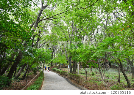 [Korea/Busan] Amnam Park Walking Path 120565116