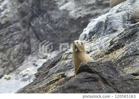 Isla Damas near La Serena Chile 120565163