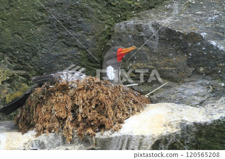 Isla Damas near La Serena Chile Isla Damas near La Serena Chile 120565208