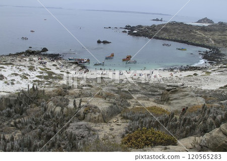 Isla Damas near La Serena Chile 120565283