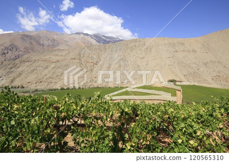 Elqui valley Chile 120565310