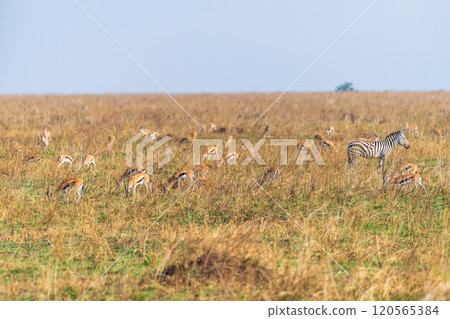 Zebras and Thompson Gazelles in the serengeti Zebras and Thompson Gazelles in the serengeti 120565384