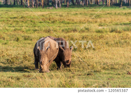 White Rhino with her young 120565387