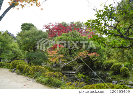 平安神宮（11月）從中神社到東方神社 120565409
