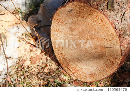 Close up of fresh cut tree trunk with drops of resin. High quality photo 120565476