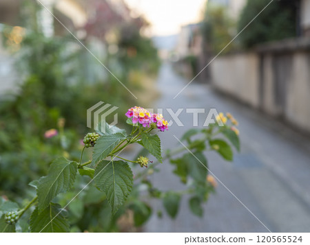 Street scene with lantana flowers in bloom Street scene with lantana flowers in bloom 120565524