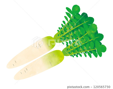 蔬菜蘿蔔手繪風格 120565730