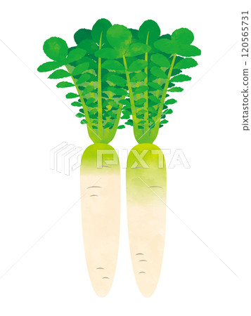 Vegetables radish handwritten style 120565731