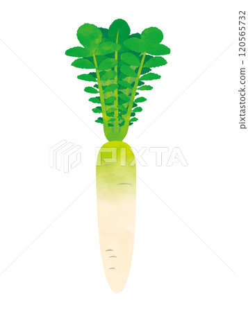蔬菜蘿蔔手繪風格 120565732