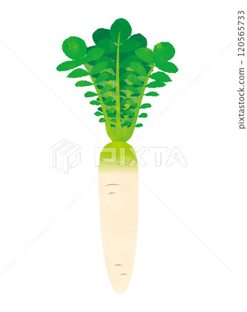 Vegetables radish handwritten style 120565733