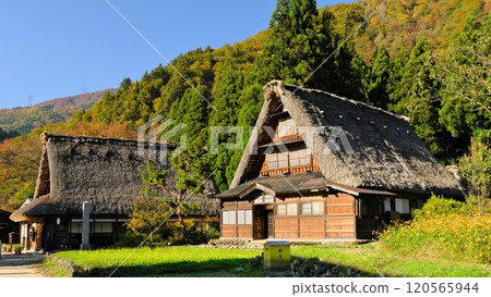 The Gassho-style houses of Suganuma Village in Gokayama in autumn stand out against the yellow leaves on the mountainside and the blue sky. 120565944