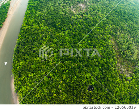 Amazing abundant mangrove forest,Aerial view of forest trees Rainforest ecosystem and healthy environment background,Texture of green trees forest top down,High angle view trees background 120566039