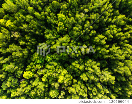 Amazing abundant mangrove forest,Aerial view of forest trees Rainforest ecosystem and healthy environment background,Texture of green trees forest top down,High angle view trees background 120566044