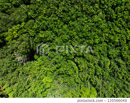 Amazing abundant mangrove forest,Aerial view of forest trees Rainforest ecosystem and healthy environment background,Texture of green trees forest top down,High angle view trees background 120566048