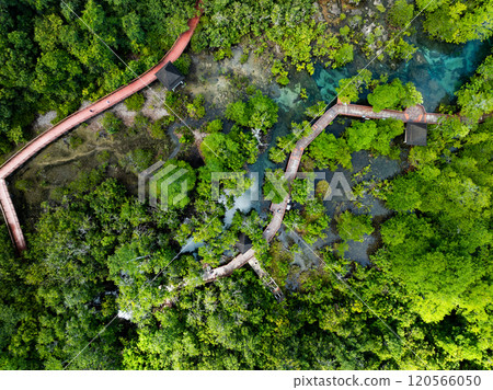 Top view Mangrove forest and river landscape at Tha Pom Klong Song Nam,Krabi Thailand, Beautiful root in mangrove forest with crystal clear water in small canal,High angle view trees background Top view Mangrove forest and river landscape at Tha Pom Klong Song Nam,Krabi Thailand, Beautiful root in mangrove forest with crystal clear water in small canal,High angle view trees background 120566050