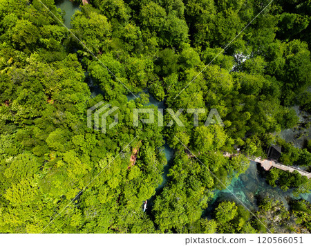 Amazing abundant mangrove forest,Aerial view of forest trees Rainforest ecosystem and healthy environment background,Texture of green trees forest top down,High angle view trees background 120566051