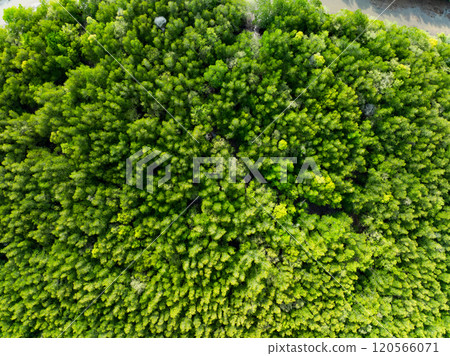 Amazing abundant mangrove forest,Aerial view of forest trees Rainforest ecosystem and healthy environment background,Texture of green trees forest top down,High angle view trees background 120566071
