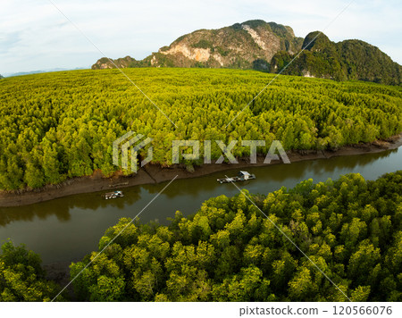Amazing abundant mangrove forest,Aerial view of forest trees Rainforest ecosystem and healthy environment background,Texture of green trees forest top down,High angle view trees background 120566076