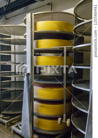 Cheese dairy plant warehouse with shelves stacked with cheese 120566491