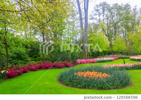 Scenic view of Keukenhof tulip garden in Lisse, Netherlands. Keukenhof is the most beautiful spring garden in the world. Beautiful ornamental garden landscape at Lisse, Netherlands Scenic view of Keukenhof tulip garden in Lisse, Netherlands. Keukenhof is the most beautiful spring garden in the world. Beautiful ornamental garden landscape at Lisse, Netherlands 120566506