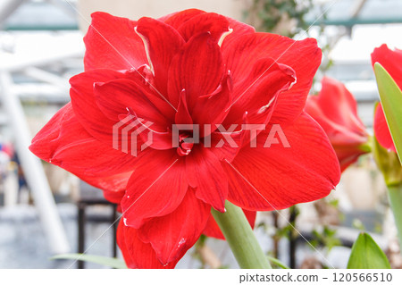Beautiful red amaryllis flower. Big flowered hippeastrum 120566510