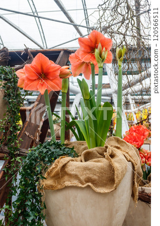 Beautiful red amaryllis flower. Big flowered hippeastrum Beautiful red amaryllis flower. Big flowered hippeastrum 120566511