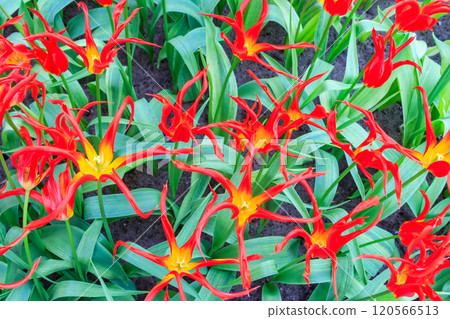 Beautiful red and yellow tulips Go Go Red with unusually narrow petals in a garden 120566513